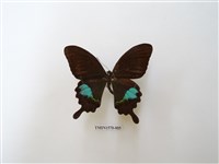 藏品(臺灣琉璃翠鳳蝶)的圖片